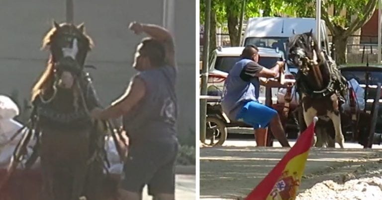 «Tiro y arrastre», maltrato animal subvencionado con dinero público