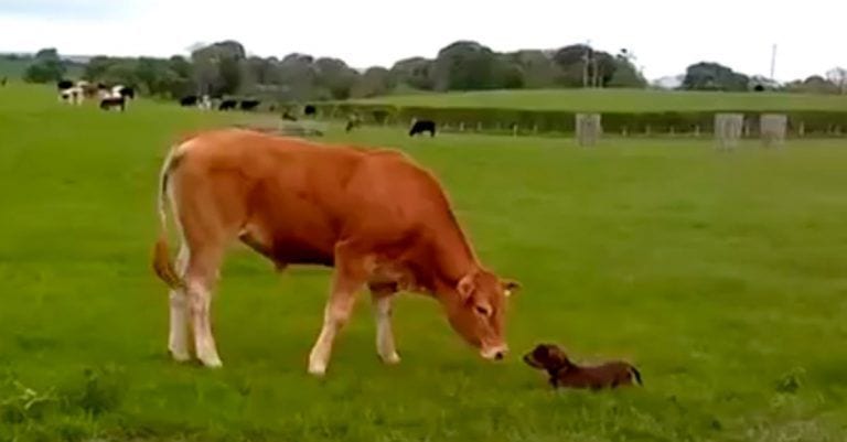 Te sorprenderá la reacción de este cachorro al ver una vaca por primera vez