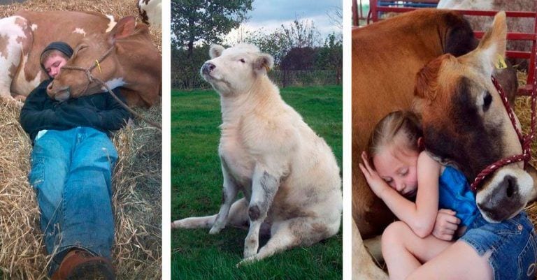 10 imágenes adorables de vacas que creen que son perros