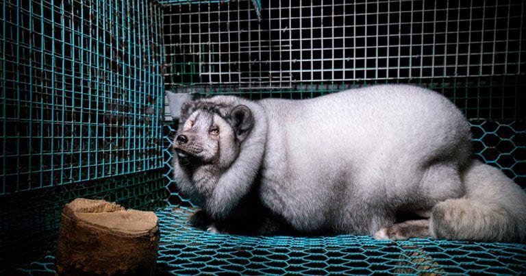 Miles de zorros árticos están maltratados y expuestos a experimentos químicos y genéticos
