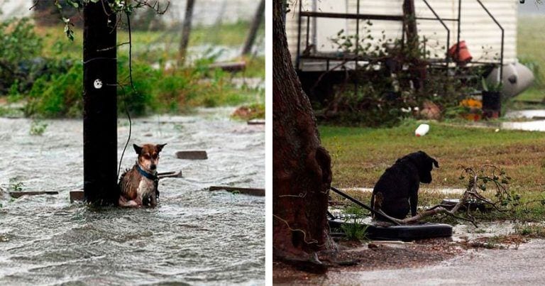 Muchos animales fueron atados y abandonados durante el huracán Harvey