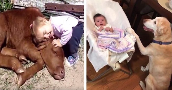 bebes conocen animales