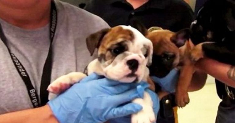 26 cachorritos han sido rescatados cuando iban a ser vendidos al comercio ilegal