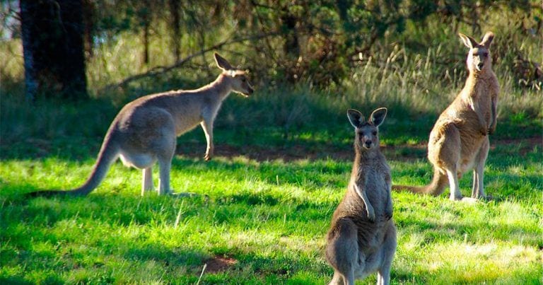 Conoce sobre la población de canguros en Australia