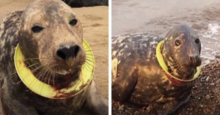 Una foca a punto de morir a causa de un aro que le seccionaba el cuello
