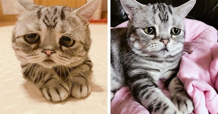 Te presentamos a Luhu, el gatito con cara triste al que te darán ganas de abrazar