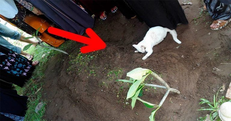 Un gato aparece en el funeral de un anciano y se niega a separarse de la tumba