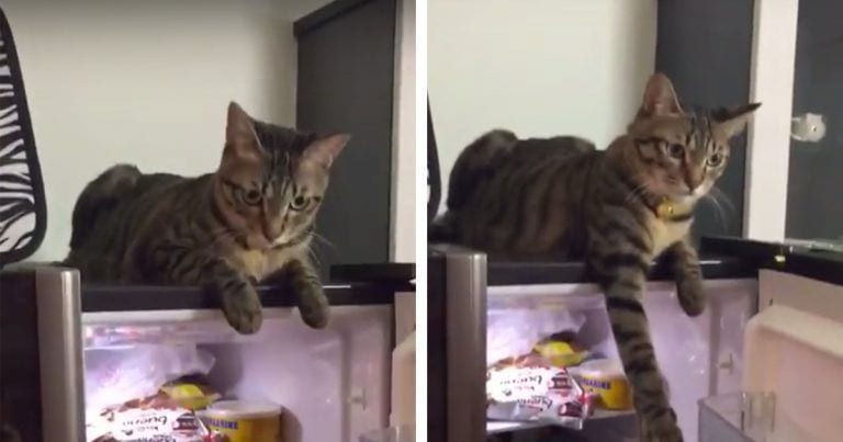 Firme reacción del gato para evitar que cierren la nevera