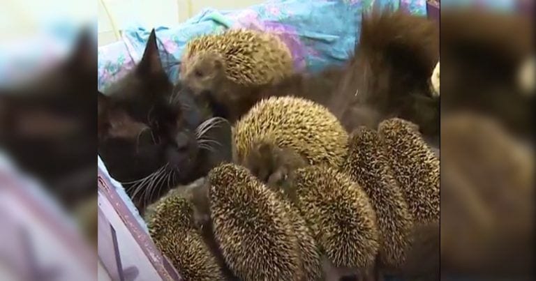 Los erizos bebés que se amamantan de una gatita