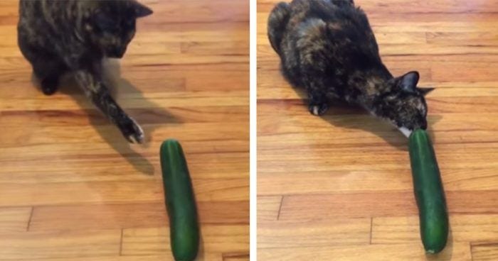 gatos pepinos