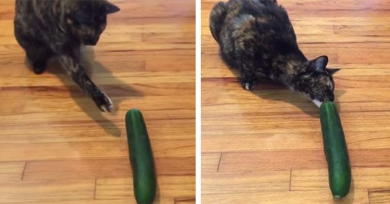 Poner un pepino cerca de tu gato para ver su reacción no es divertido y te explicamos por qué
