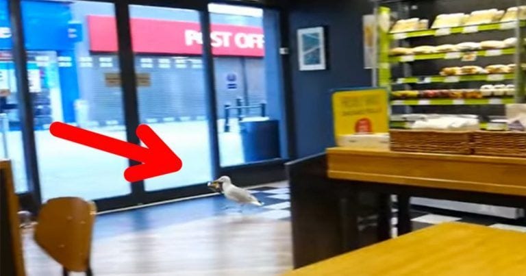 La gaviota entra en una tienda y se coge una bolsa de patatas fritas