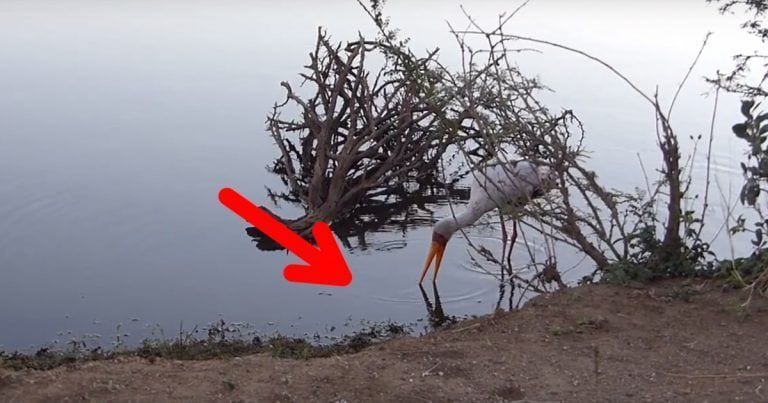 La cigüeña se disponía a pescar cuando de pronto algo le sorprende en el agua