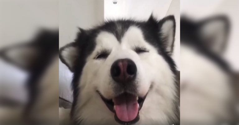 Moviendo las orejas a ritmo de la husky-music