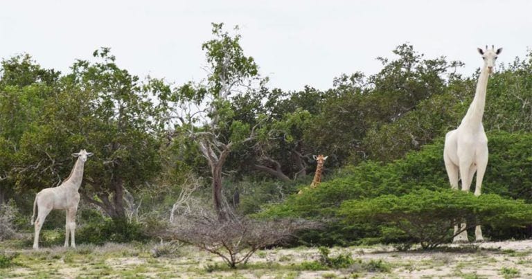 Aparecen dos jirafas blancas en Kenia ante la incredulidad de los habitantes