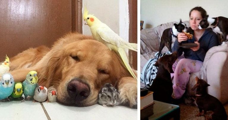 10 hogares donde viven más mascotas que personas