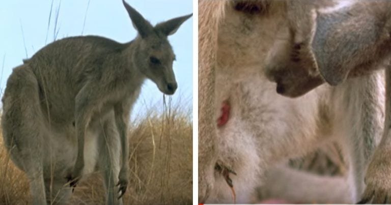 ¡Lo que hace un pequeño canguro nada más nacer!