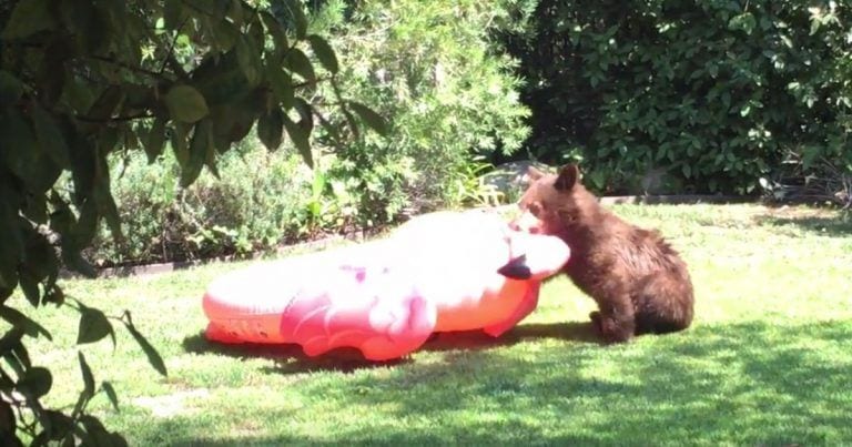 La reacción de este oso al encontrarse una colchoneta te dejará alucinado