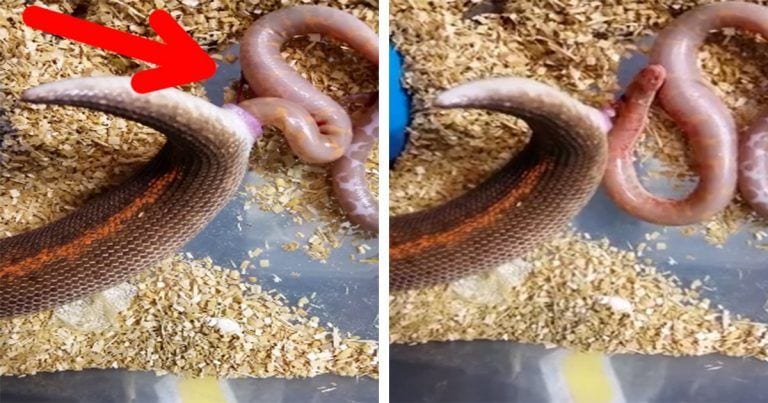¿Una serpiente dando a luz a sus crías?