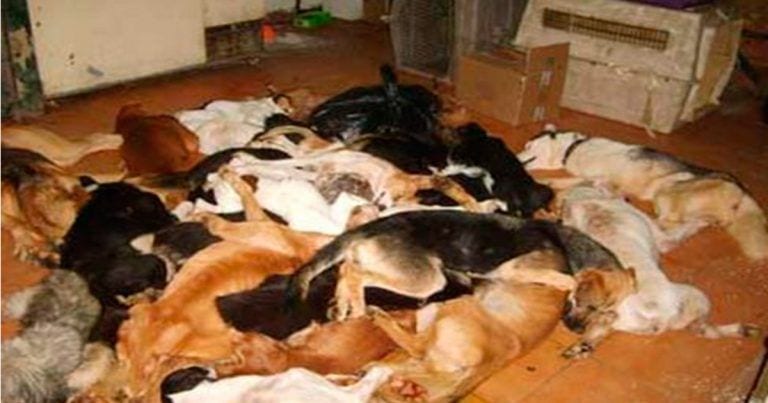 Absuelven a los acusados de maltrato animal en esta perrera de Cádiz