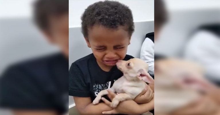 Emocionante reacción al ver por primera vez a su chihuahua
