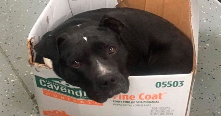 Este perrito rescatado duerme todas las noche en una caja de cartón para sentirse seguro