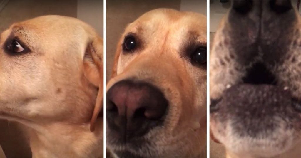 perro cantando coros