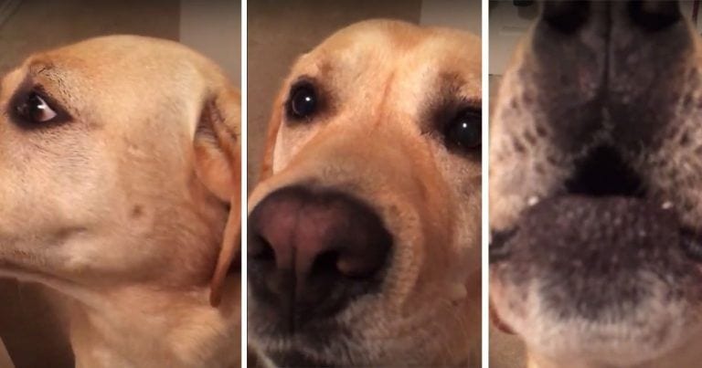 El perro hace los coros de una mítica canción de Whitney Houston