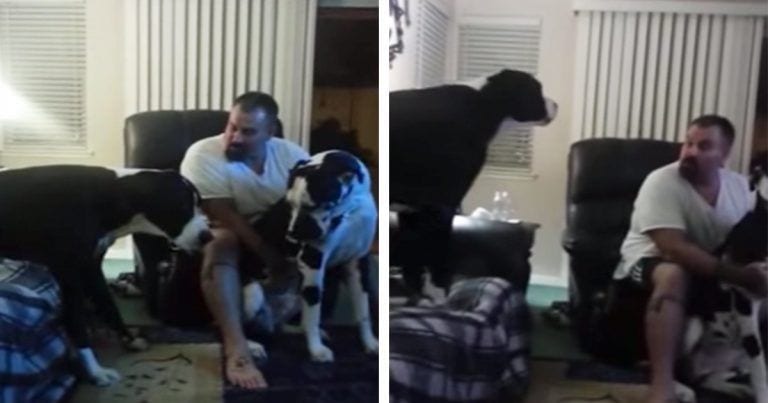 Discusión entre el perro y su dueño por celos