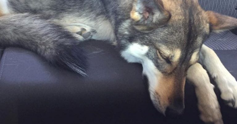 Llevan a un perro a la protectora para que adopte a su mejor amigo y mira a quién elige
