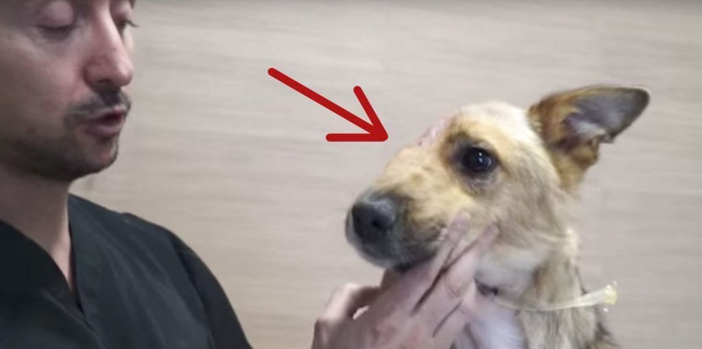 perro media cara destacada