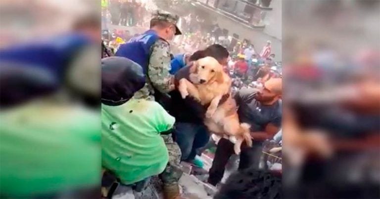 Rescatan a este perro entre los escombros de un edificio derruido en México