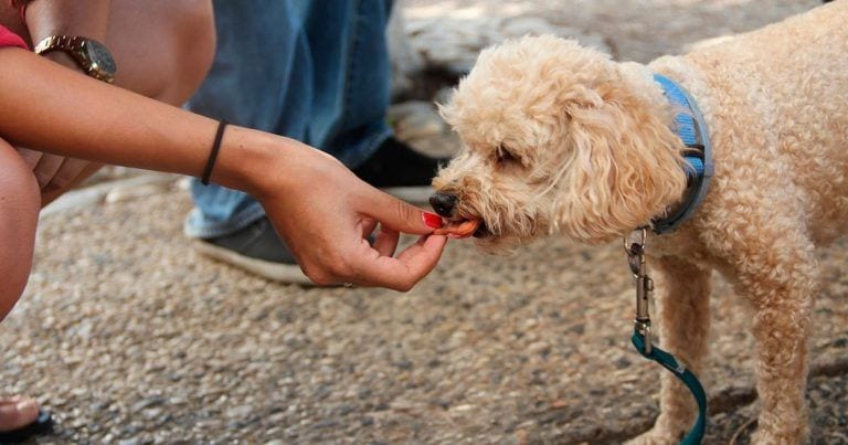 8 alimentos que un perro nunca debería comer