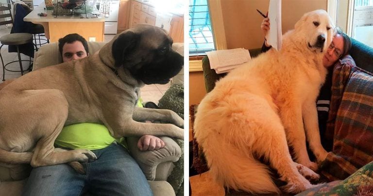 12 perros que creen que son cachorros