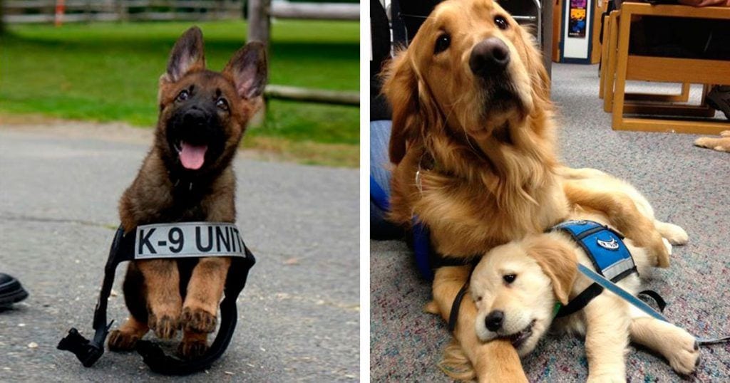 perros policia destacada