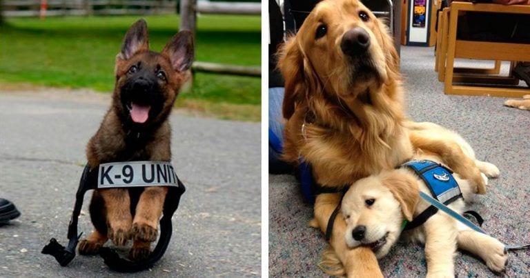 El primer día de 10 cachorros que se preparan para ser perros policía