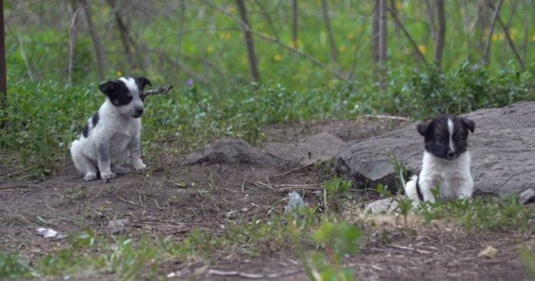 Estos cachorros buscan caricias y cariño, pero está totalmente prohibido tocarlos