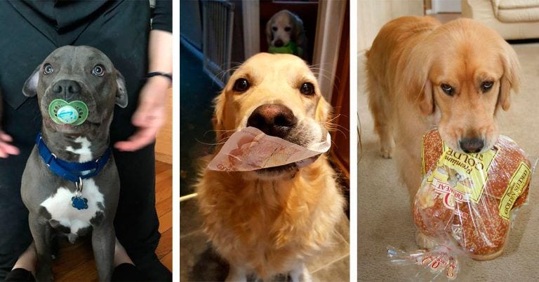Los 10 regalos más extraños con los que estos perros han querido sorprender a sus dueños