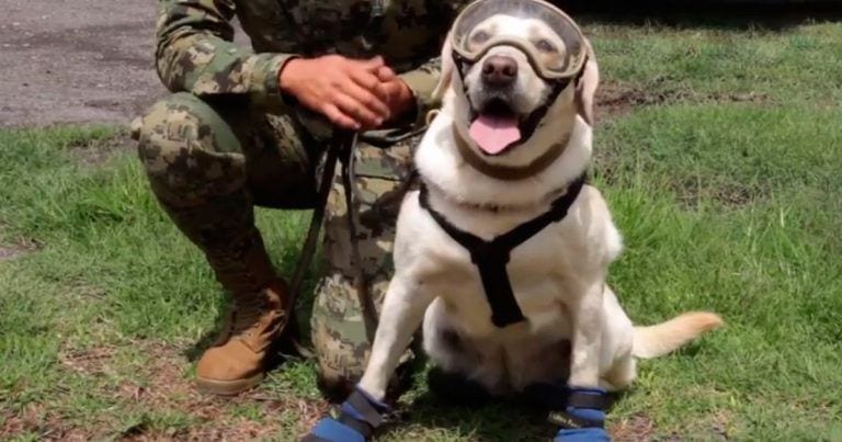 Conoce a los perros héroes que ayudan en las tareas de rescate tras el terremoto en México