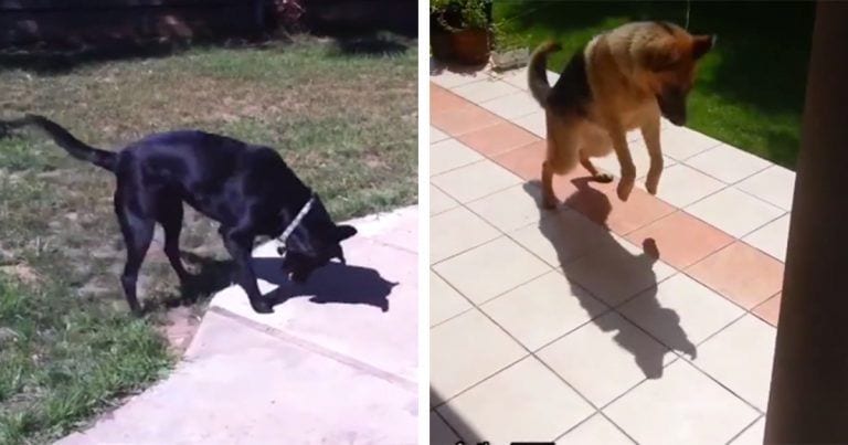 Los perros descubriendo a sus sombras, ¿enfado, confusión o juego?