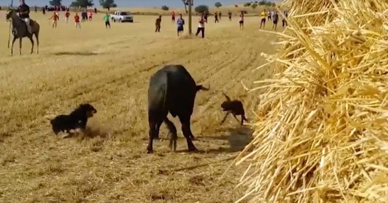 Perros contra un toro, otra lamentable tradición con la que debemos acabar