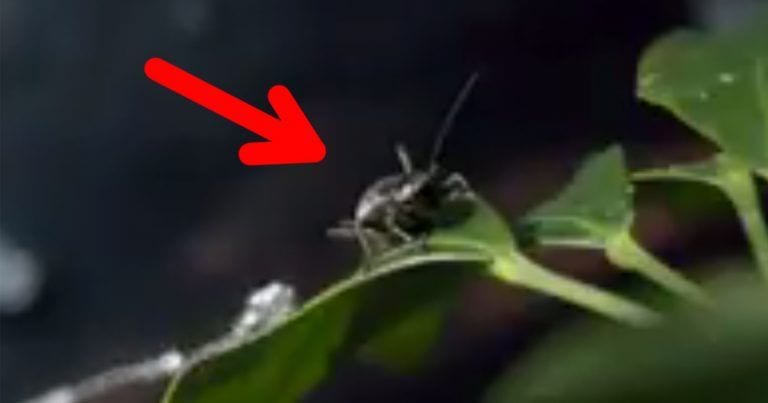 Inverosímil técnica del pez arquero para atrapar a los insectos de fuera del agua