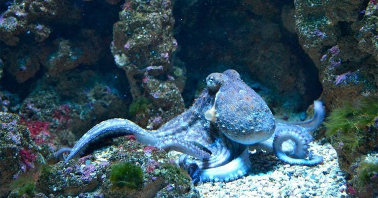 12 cosas sorprendentes que probablemente no sabías acerca de los pulpos