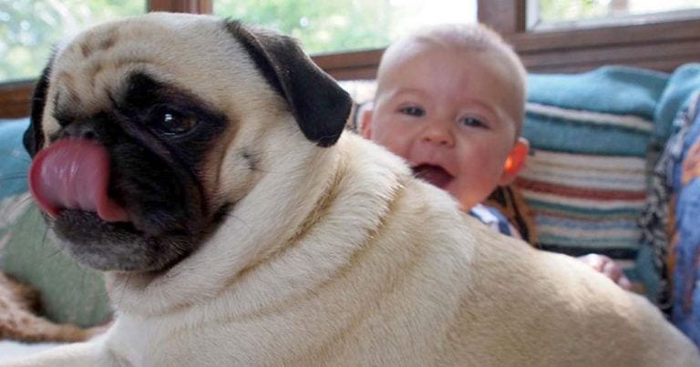 10 razones por las que amamos a nuestros perros incondicionalmente