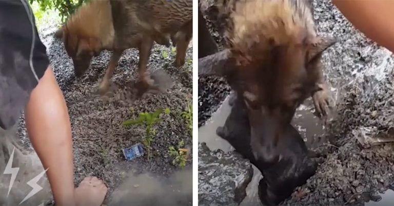 Una perra cava con una fuerza impresionante para salvar a sus cachorros