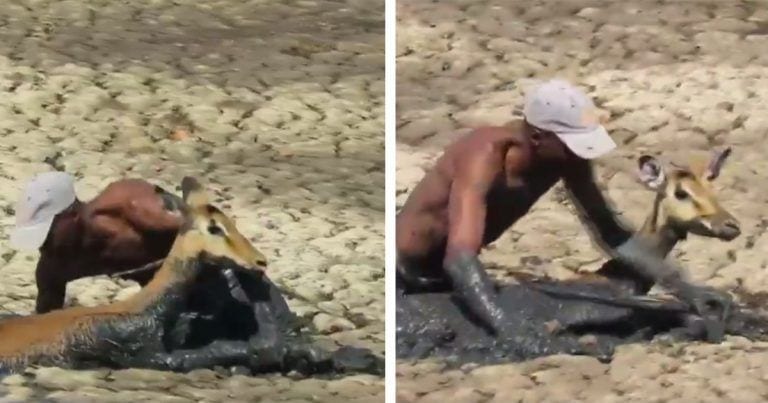 Ponerse en riesgo para salvar a un cervatillo hundido en el fango