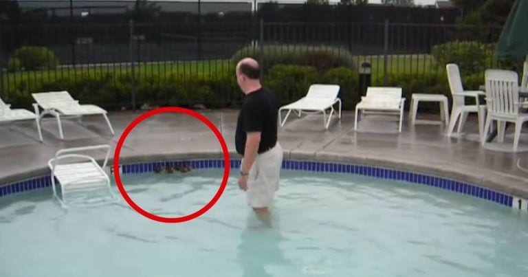 La mejor idea para ayudar a salir unos patitos de la piscina