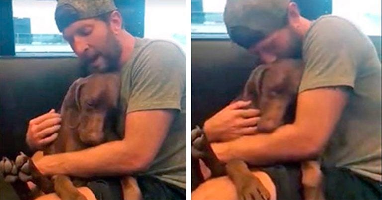 ¡Cómo se duerme este perrito junto a su mejor amigo!