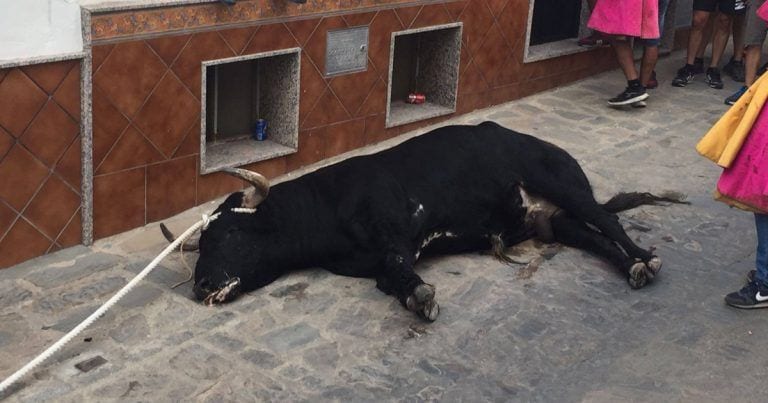 Intentan arrastrar al toro agotado y sin fuerza, ¡qué siga la diversión!