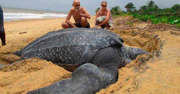 Aparece tortuga muerta de 200 kilos: los científicos se quedan boquiabiertos